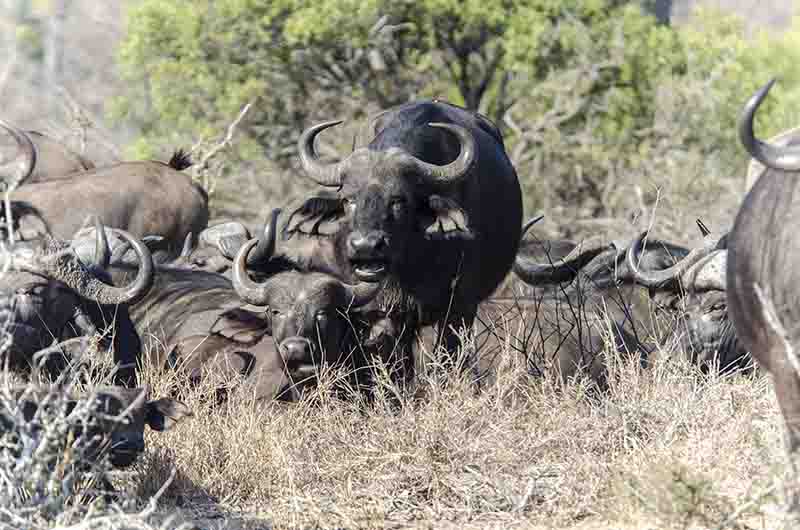 64 - Bufalos africanos - parque nacional Kruger - Sudafrica